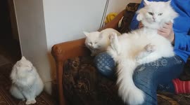 growling cat