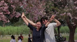 Stunning pink blossom attracts visitors to Thai city