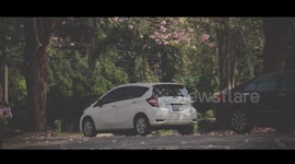 Beautiful pink blossom attracting visitors in Thailand (with royalty free music)