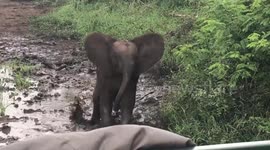 Cocky elephant calf shows buffalo who’s boss while protecting his herd