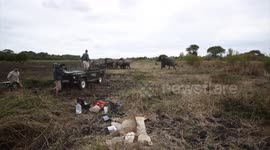 Herd of elephants charges vets operating on injured lion