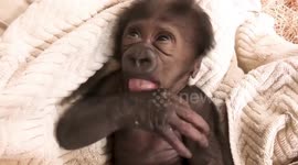 Baby gorilla being a cheeky monkey by sticking her tongue out at the camera