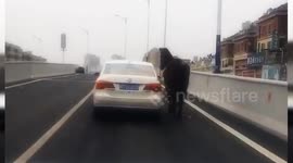 Passenger in car 'walks' horse along highway in China
