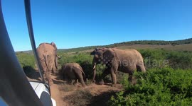 Elephant Family Stops Safari Car To Let Babies Cross