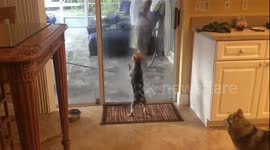 10 pound yorkie takes on Garden hose, until a Blind Senior puts him in his place!  LOL