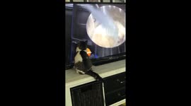 Cat vs Rachel Ray