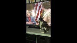 Cat vs Jack Tripper