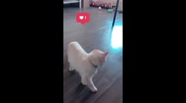 Milky on Catnip