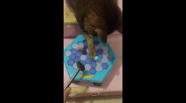 Cat loses in the penguin trap game