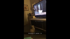 Cat in deep concentration