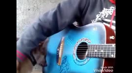 Dog singing