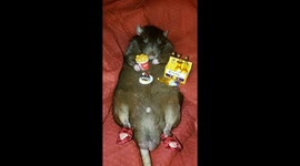 Count Furcula the rat loves junk food and beer