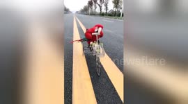 Smart parrot shows off its incredible skills as a trick rider