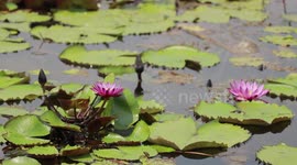Beautiful lake of pink lotus flowers in Thailand