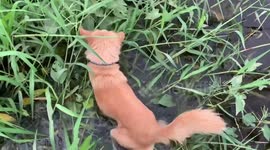 Dog finds abandoned puppies in field after hearing their cries for help