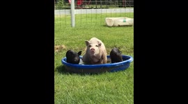 Roland the Texas pig learns to walk again in this heartwarming journey