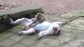 Monkey man too lazy to have sex