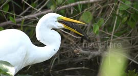 Great Egret Washes Fish Before Eating