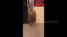 Greedy raccoon tries to steal his favourite biscuits in kitchen