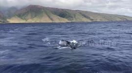 Epic humpback Whale Encounter off the coast of Maui