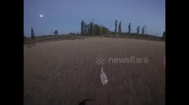 Dogs + Drone