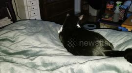 The ninja cat