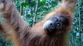 Trekkers have amazing encounter with endangered orangutans in Indonesia