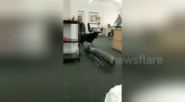 Dog makes a mess of the office when playing catch