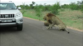 King of the road! Lion snarls menacingly at car that gets too close for comfort