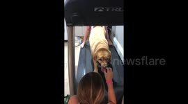 Yellow lab on treadmill