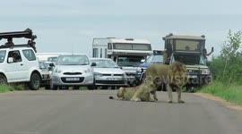 Lion couple brings traffic to a standstill in Kruger National Park