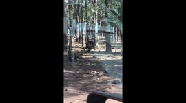 Bear hugs