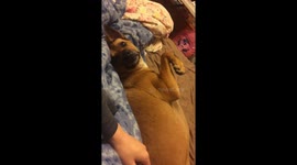 Needy dog doesn’t let owner stop stroking him