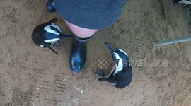 Wildlife Volunteer Breaks Up Penguin Fight With His Foot