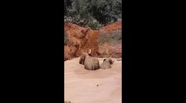 Three thirsty elephants accidentally fall into pond in southern India