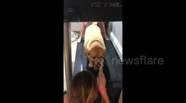 What more motivation do you need? Yellow Labrador exercises for treats