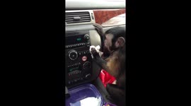 Monkey Cleaning the Car
