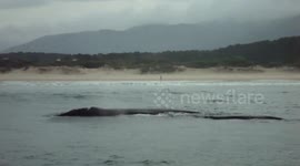 The Moment a Southern Right Whale Surprises Tourists on a Boat
