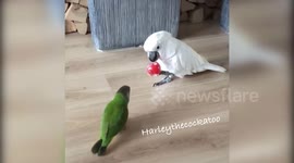 No Bro....this is my ball