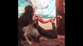 Border collie yoga jump