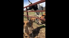 Shiba Inu gets a French kiss from a Texas Longhorn bull