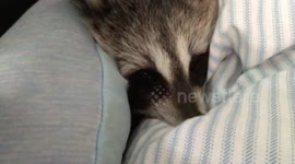 Raccoon purrs contentedly while resting in owner's lap