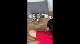 Are you fur real?! Cat not impressed being used as a phone stand