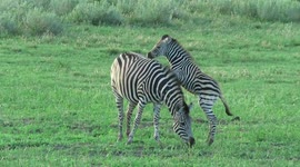 Playful baby zebra loves chasing away the bird sitting on its mother's back