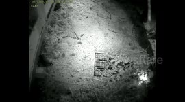 Death of a killer rat