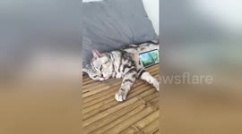 This cat really dislikes being used as phone stand