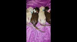 Rats having sweet dreams