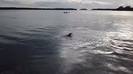Freshly caught! Seal plays with octopus snack in New South Wales harbour