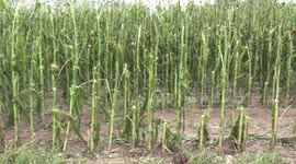 Severe hail and thunderstorm wipes our farmers corn crop
