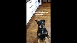Cheese challenge, doggy style